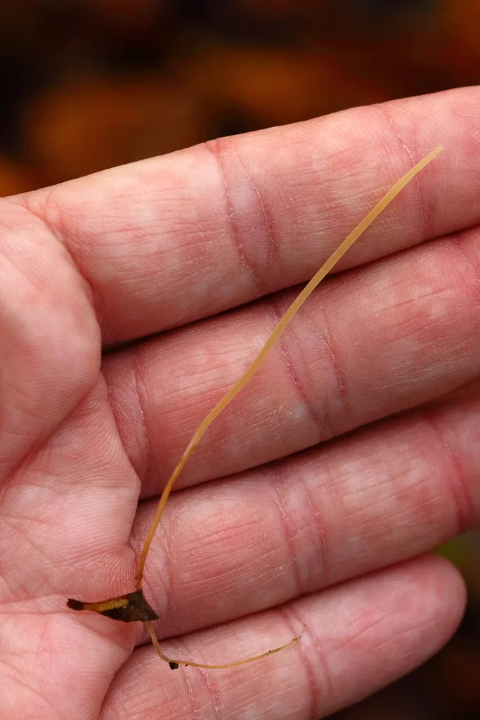 Typhula juncea, zdjęcie 8