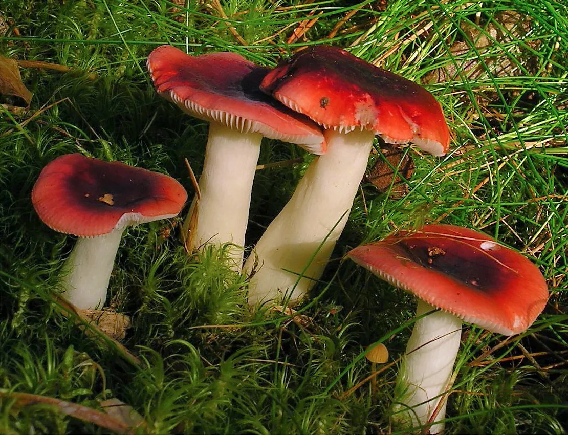 Russula atrorubens