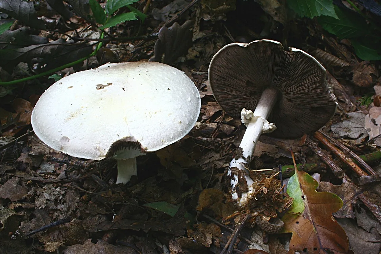 Pieczarka bulwiasta