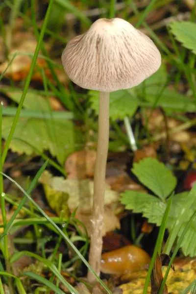 Kołpaczek koprofilny