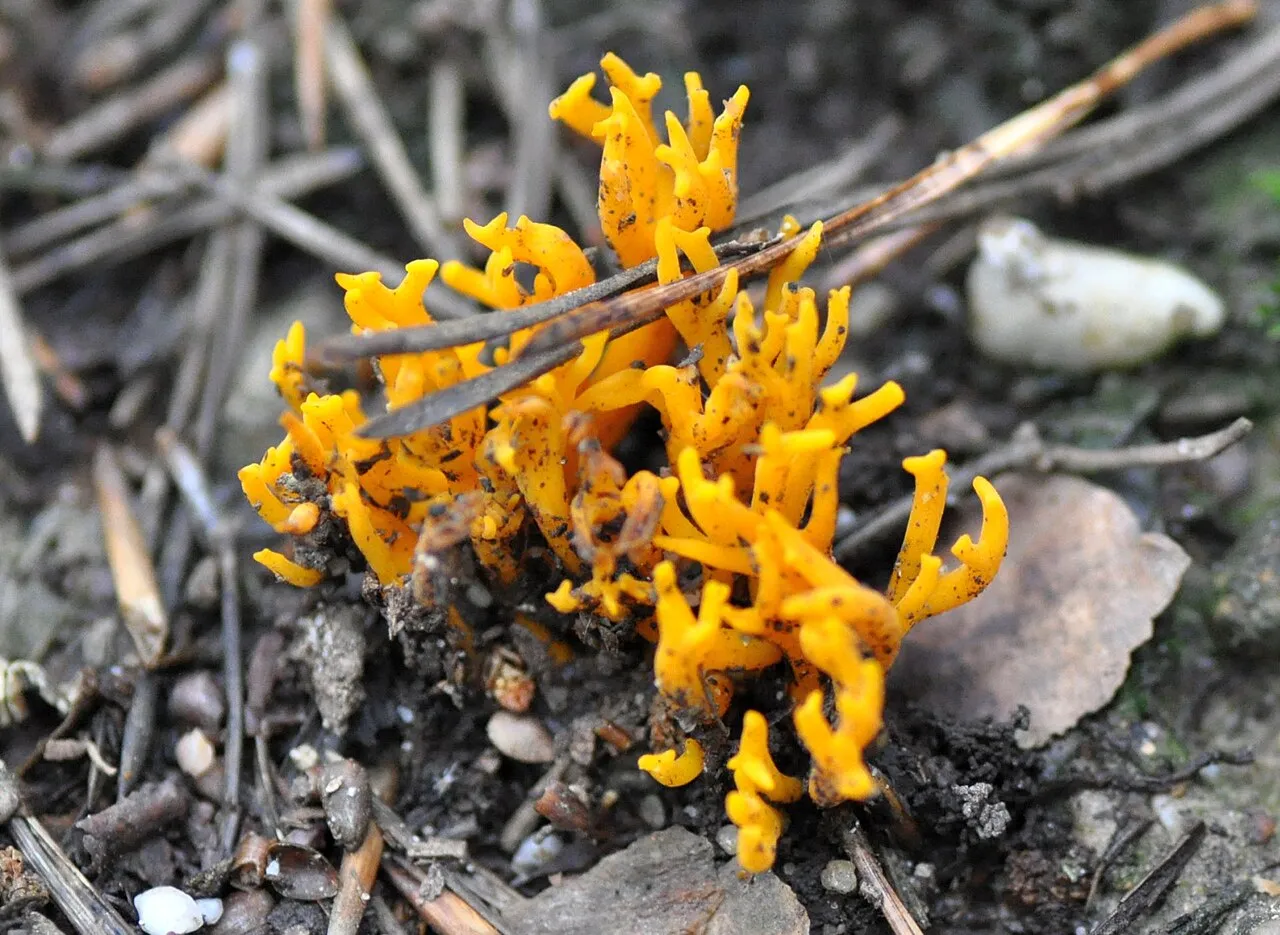 Ramariopsis crocea