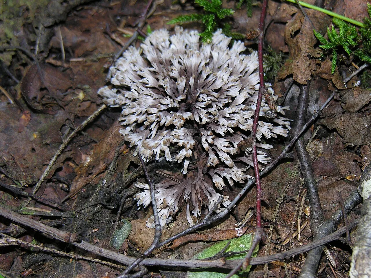 Chropiatka kwiatowata