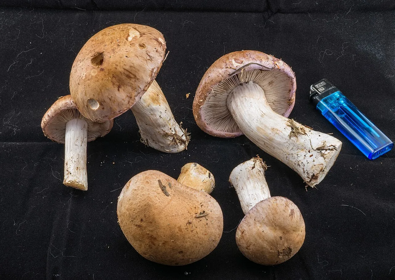 Cortinarius esculentus
