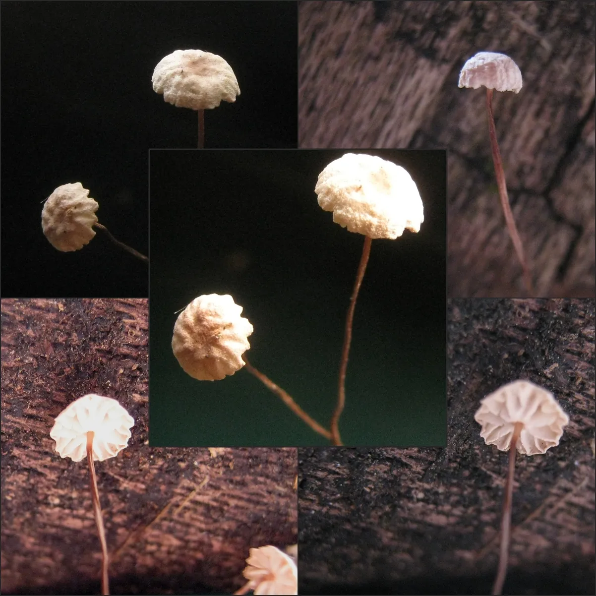 Marasmius bulliardii