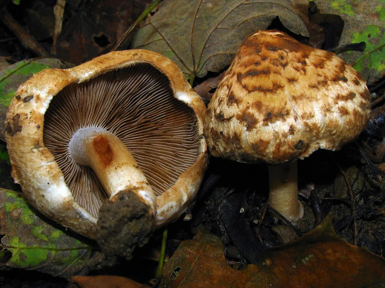 Inocybe fraudans