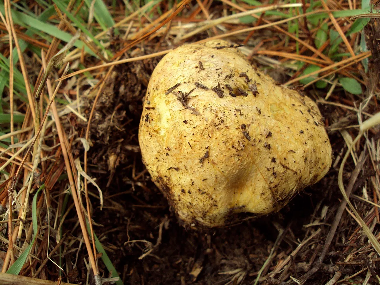 Rhizopogon occidentalis