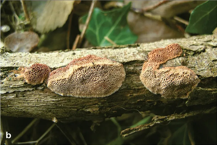 Hapalopilus eupatorii