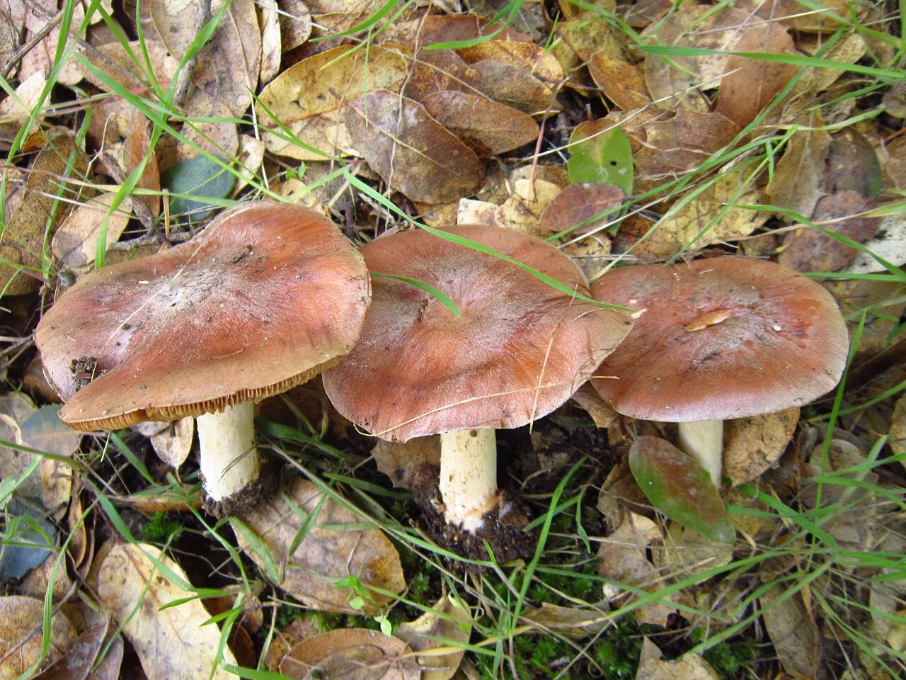 Hebeloma theobrominum