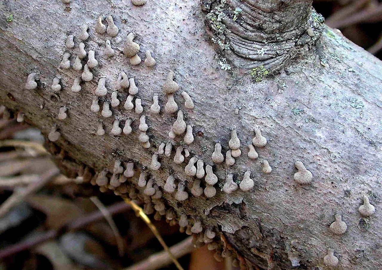 Porodisculus pendulus