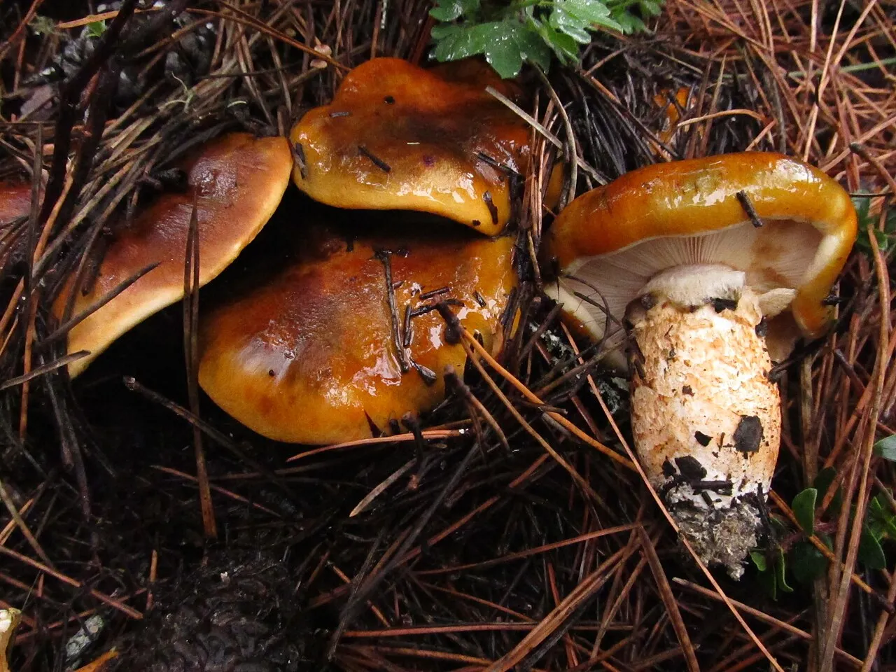 Tricholoma focale