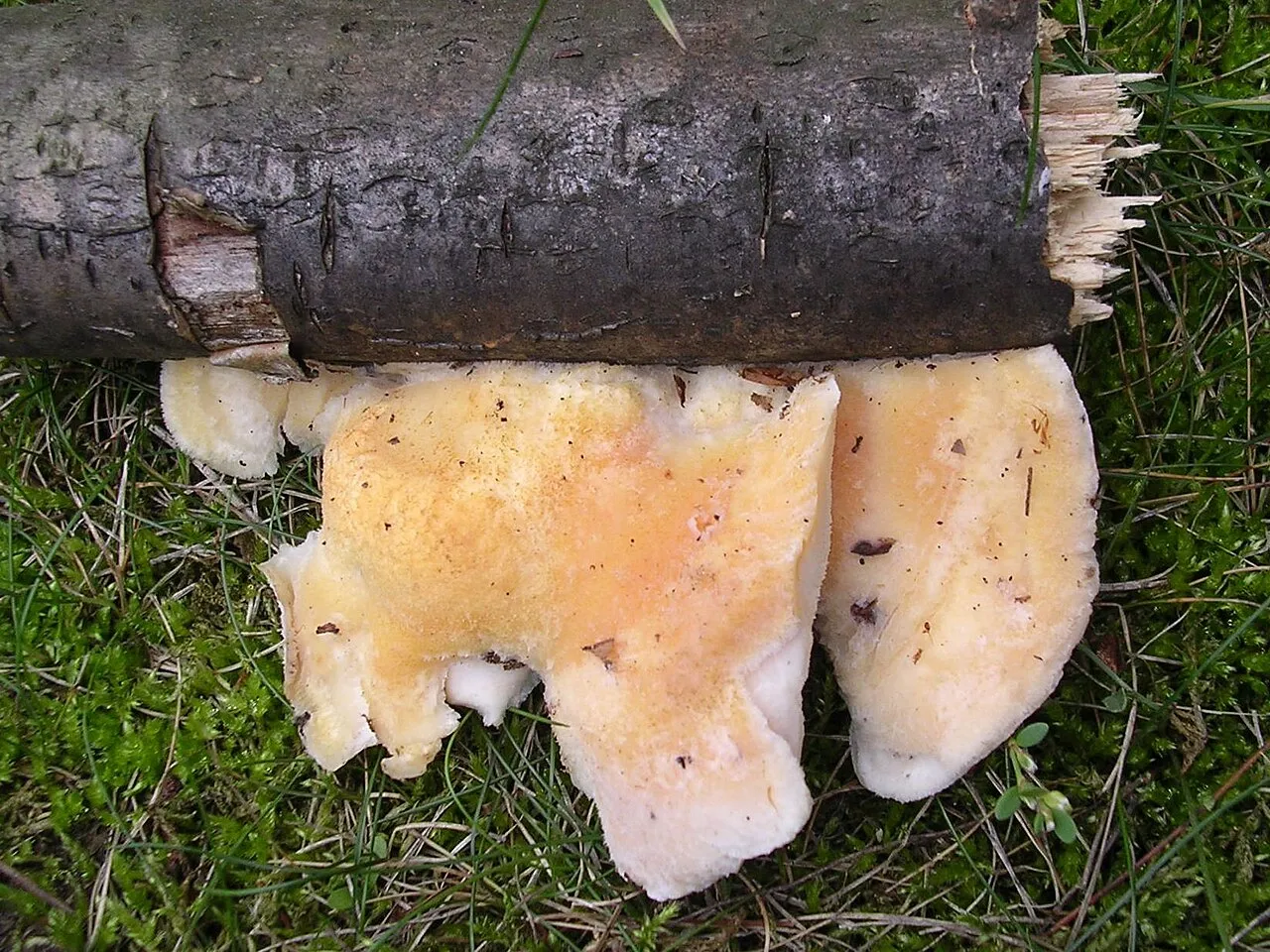 Białak jasnopomarańczowy