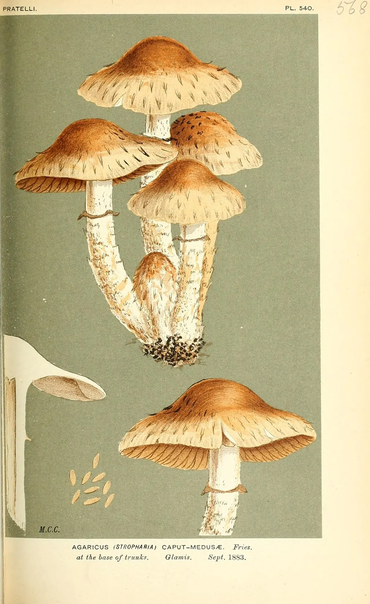 Kruchaweczka meduzogłowa