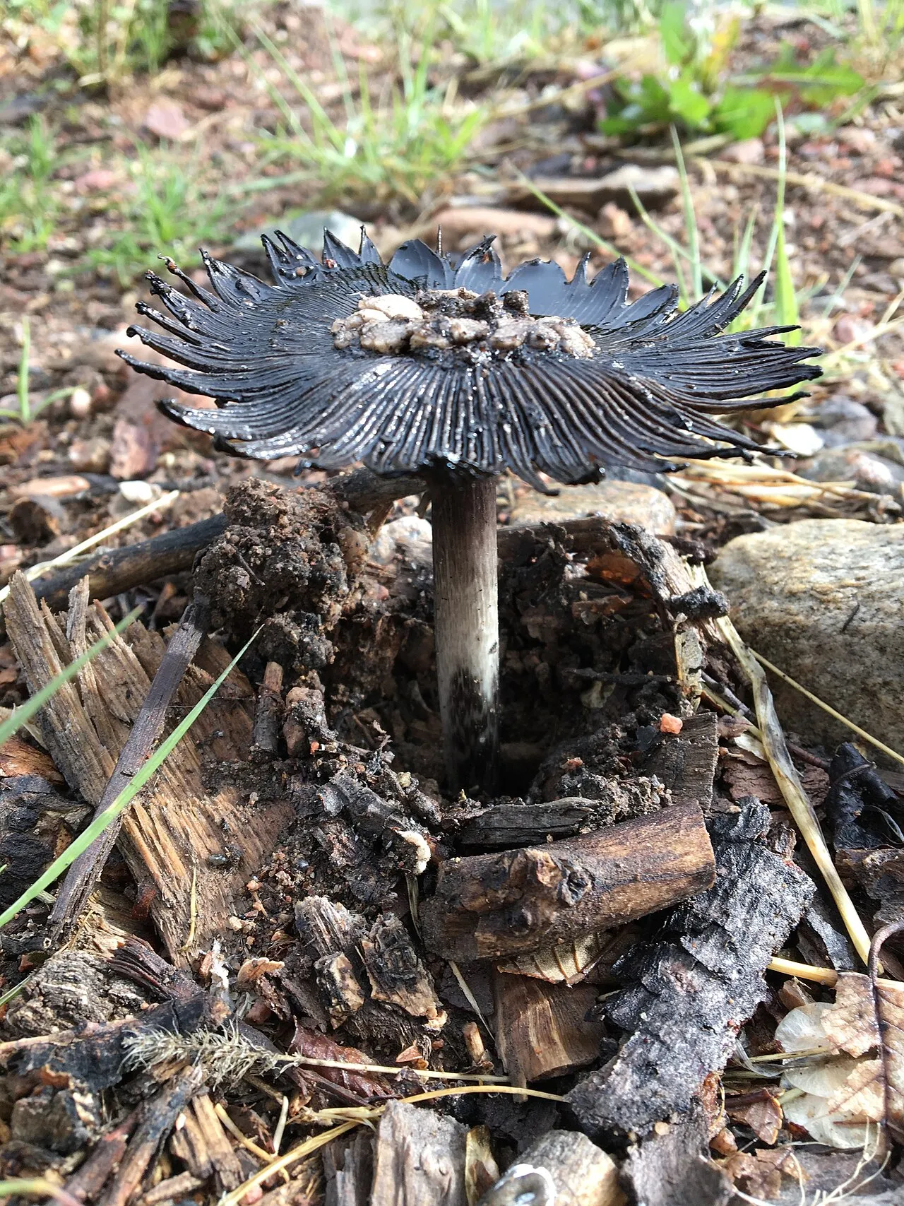 Coprinus calyptratus