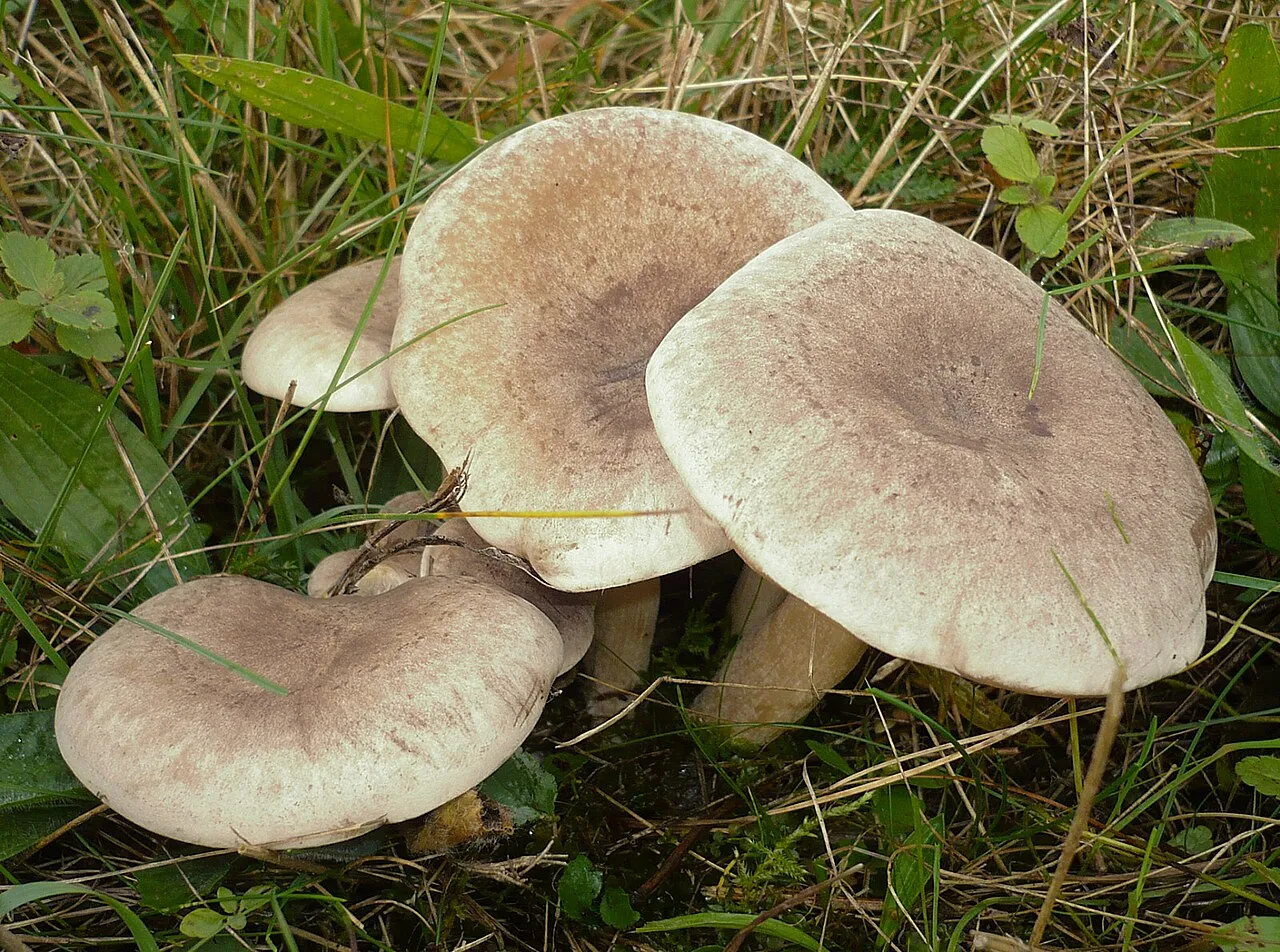 Lepista luscina