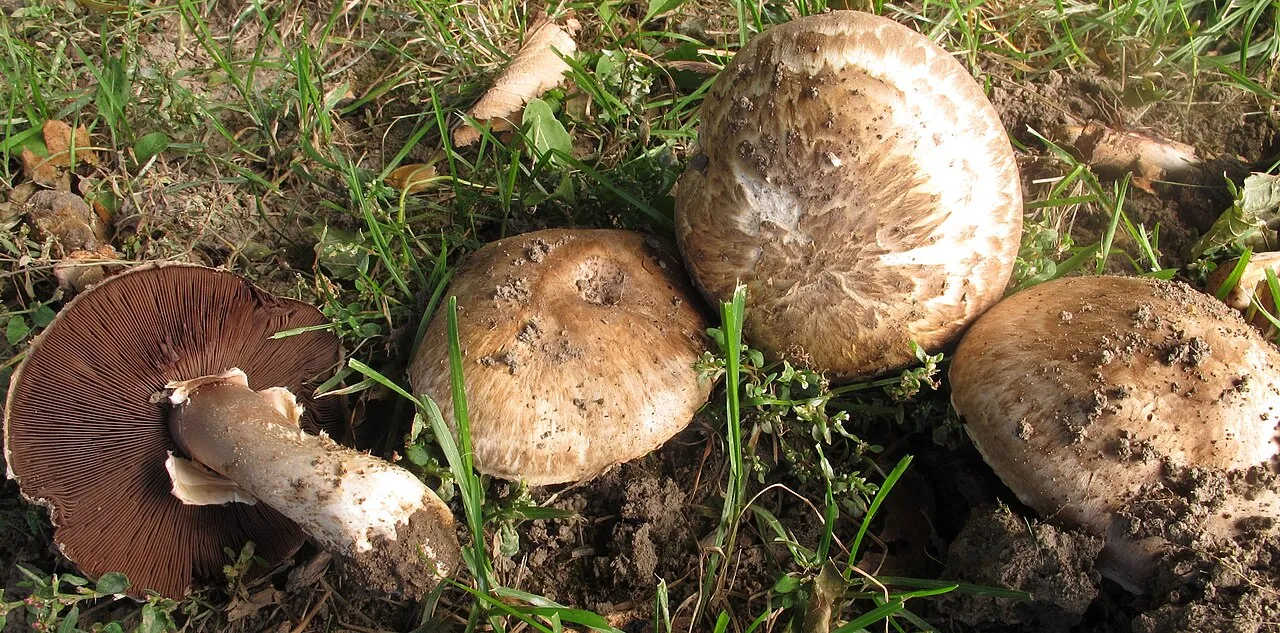 Pieczarka kompostowa