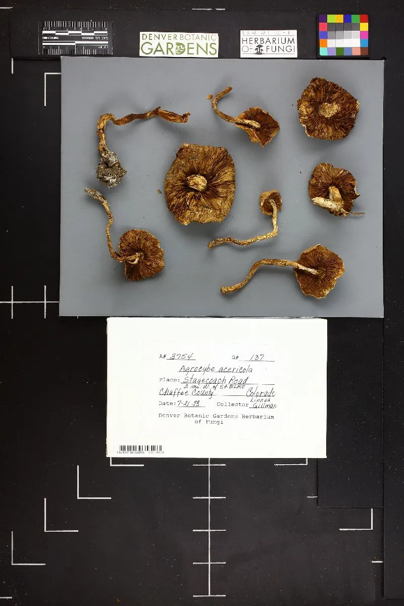 Agrocybe acericola