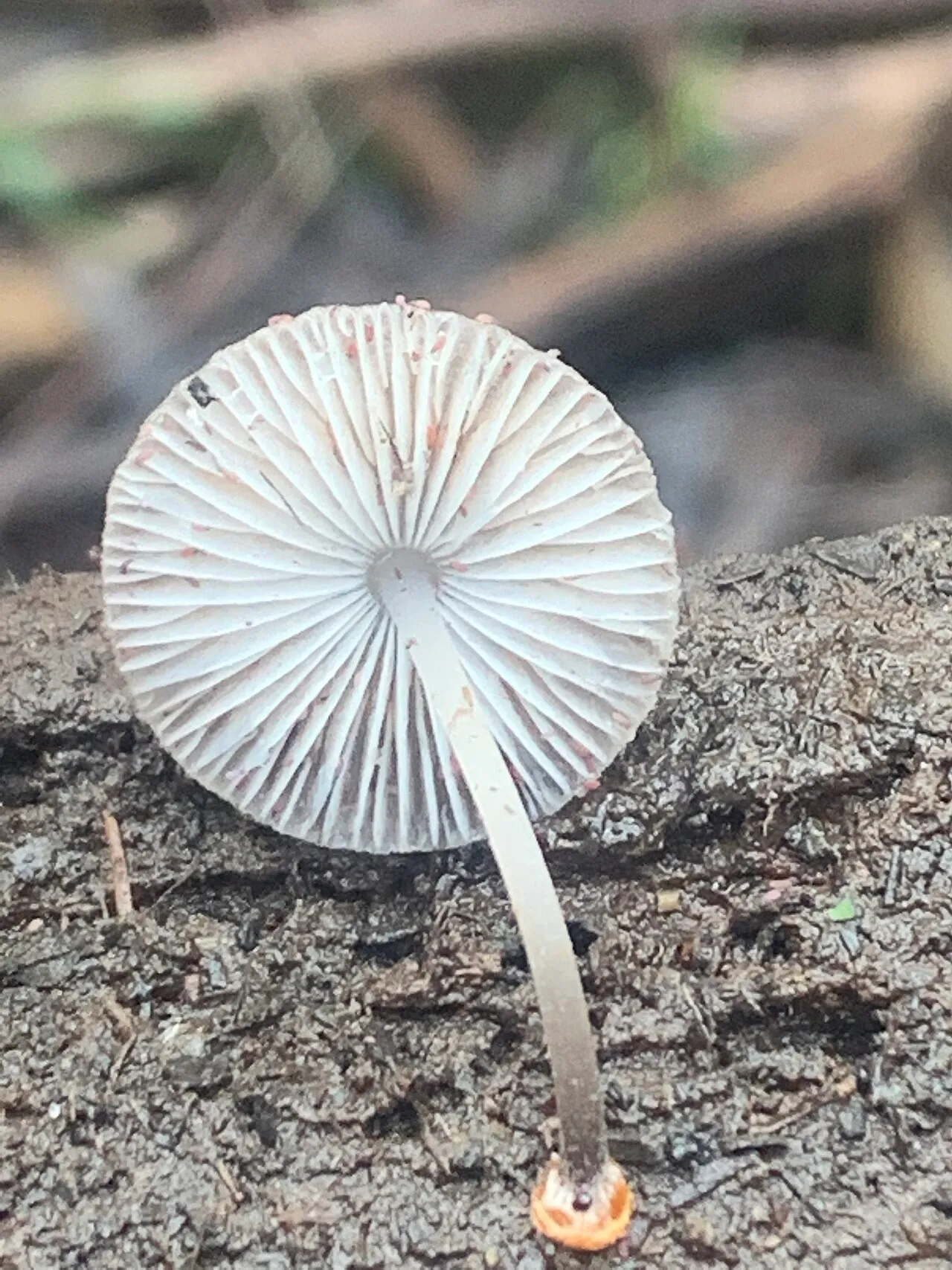 Mycena carmeliana