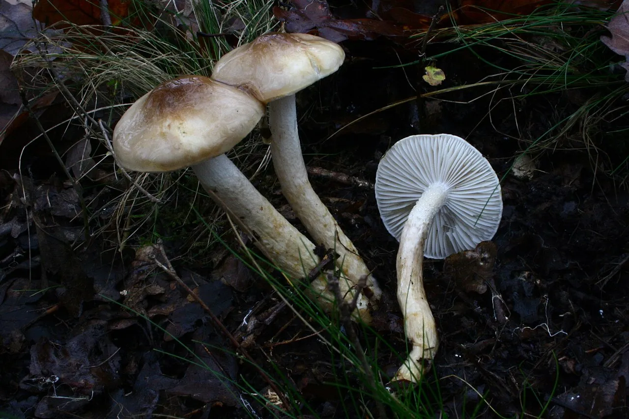 Hygrophorus glutinifer
