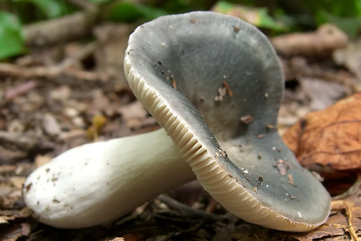 Russula variata