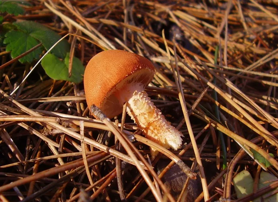 Ziarnóweczka cynobrowa