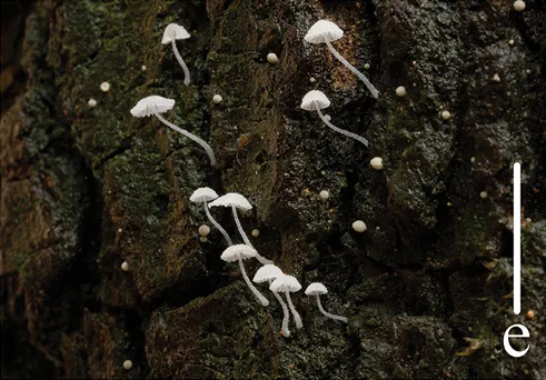 Mycena corynephora