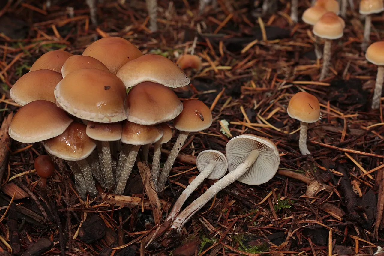 Hypholoma dispersum