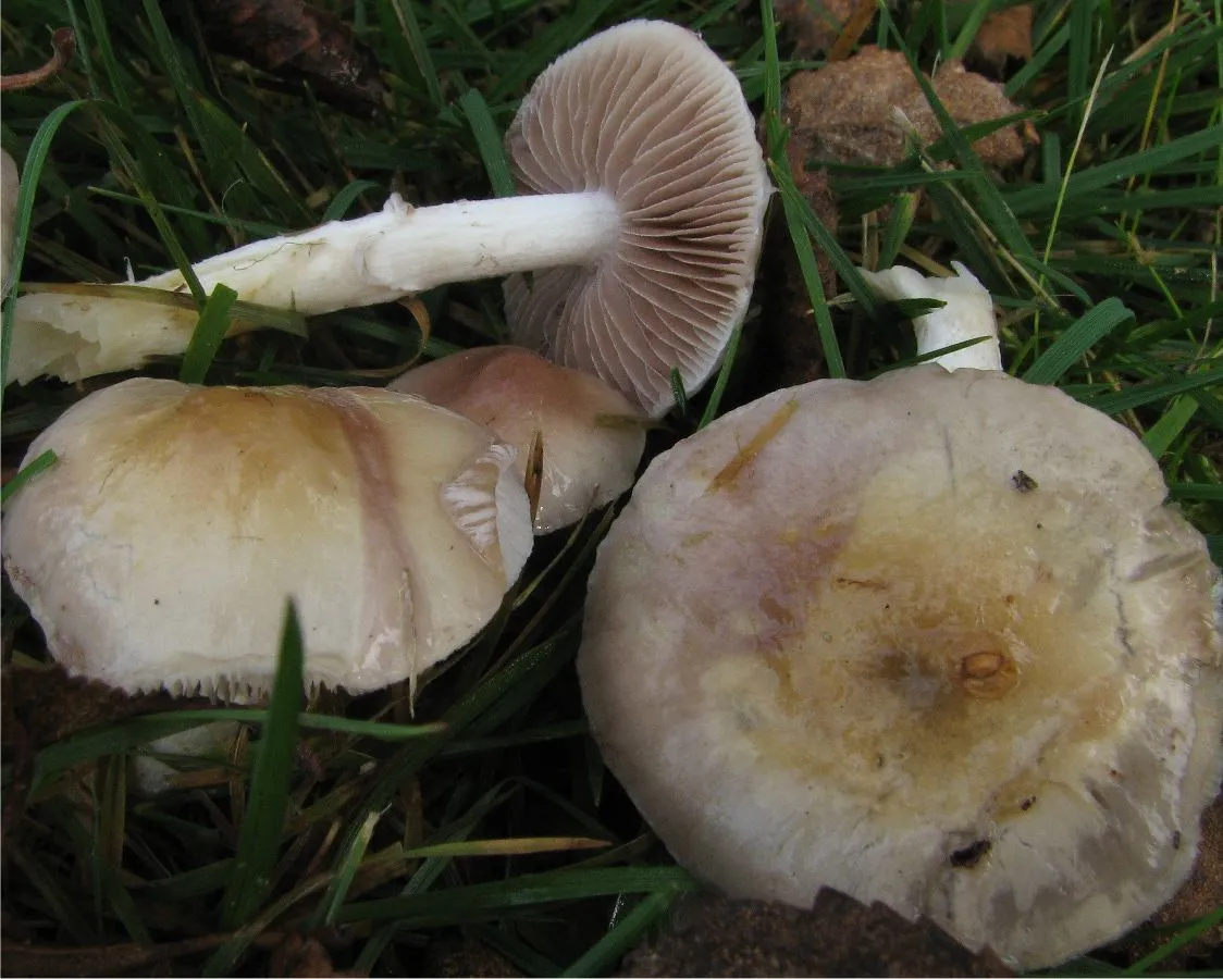 Stropharia inuncta