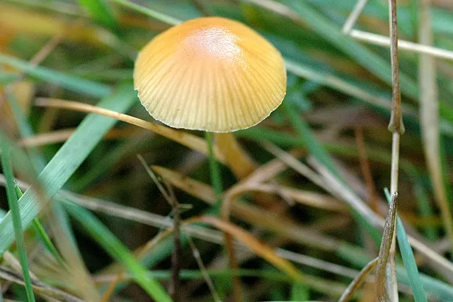Trąbka francuska