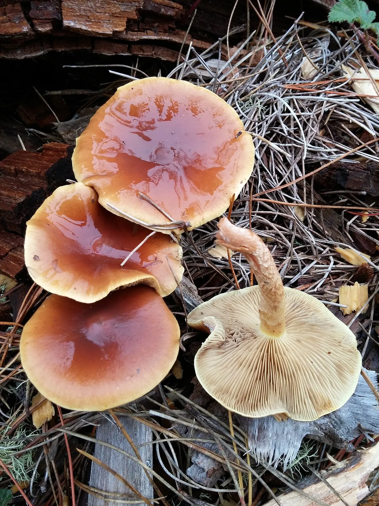 Pholiota velaglutinosa