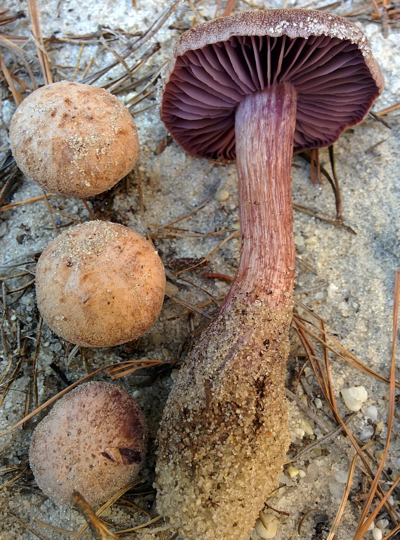 Laccaria trullisata