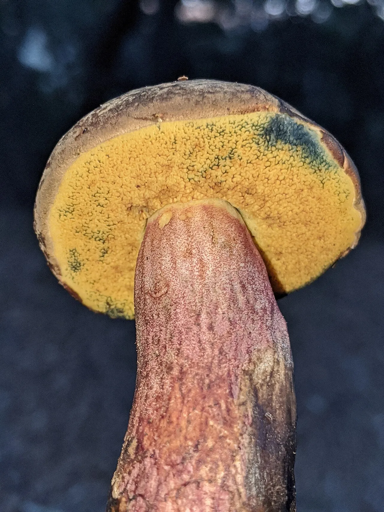Xerocomellus mendocinensis