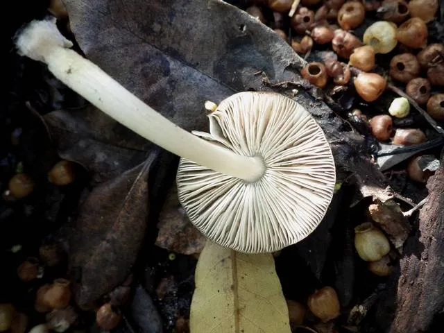 Pluteus nanus