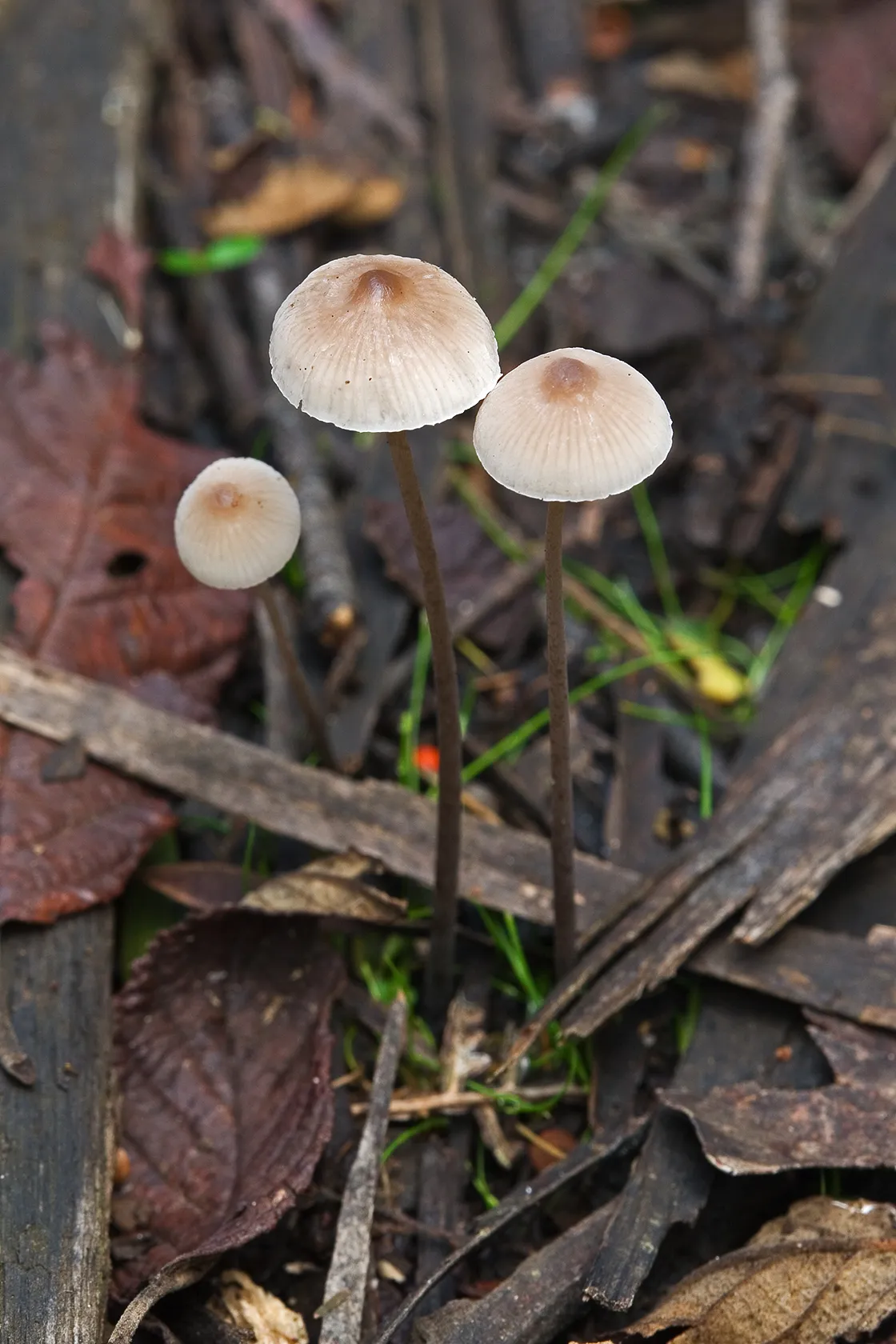 Mycena austrofilopes