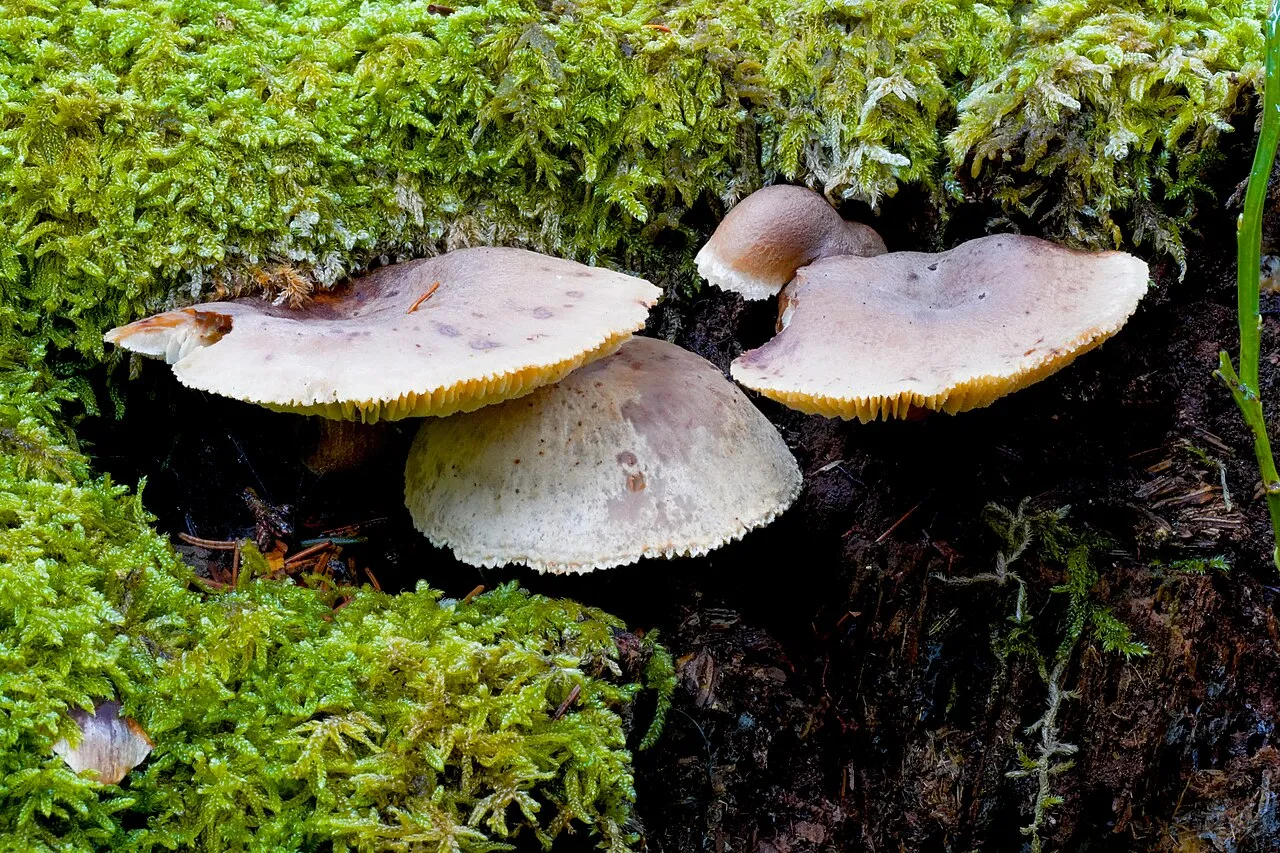 twardoskórzak lepki