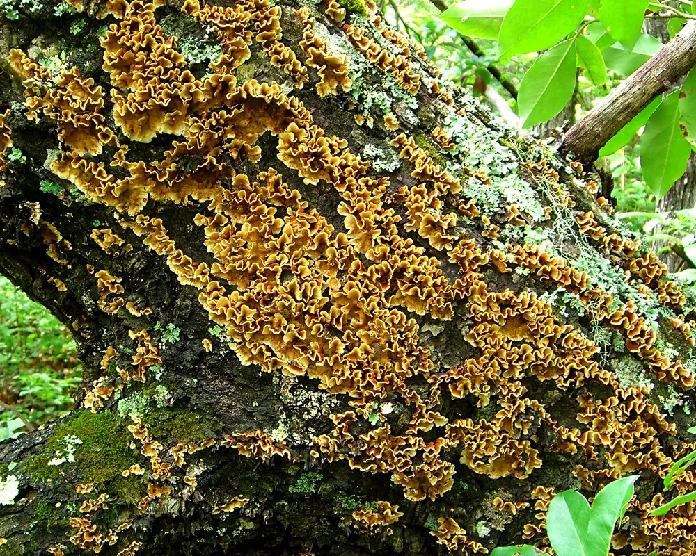 Stereum complicatum