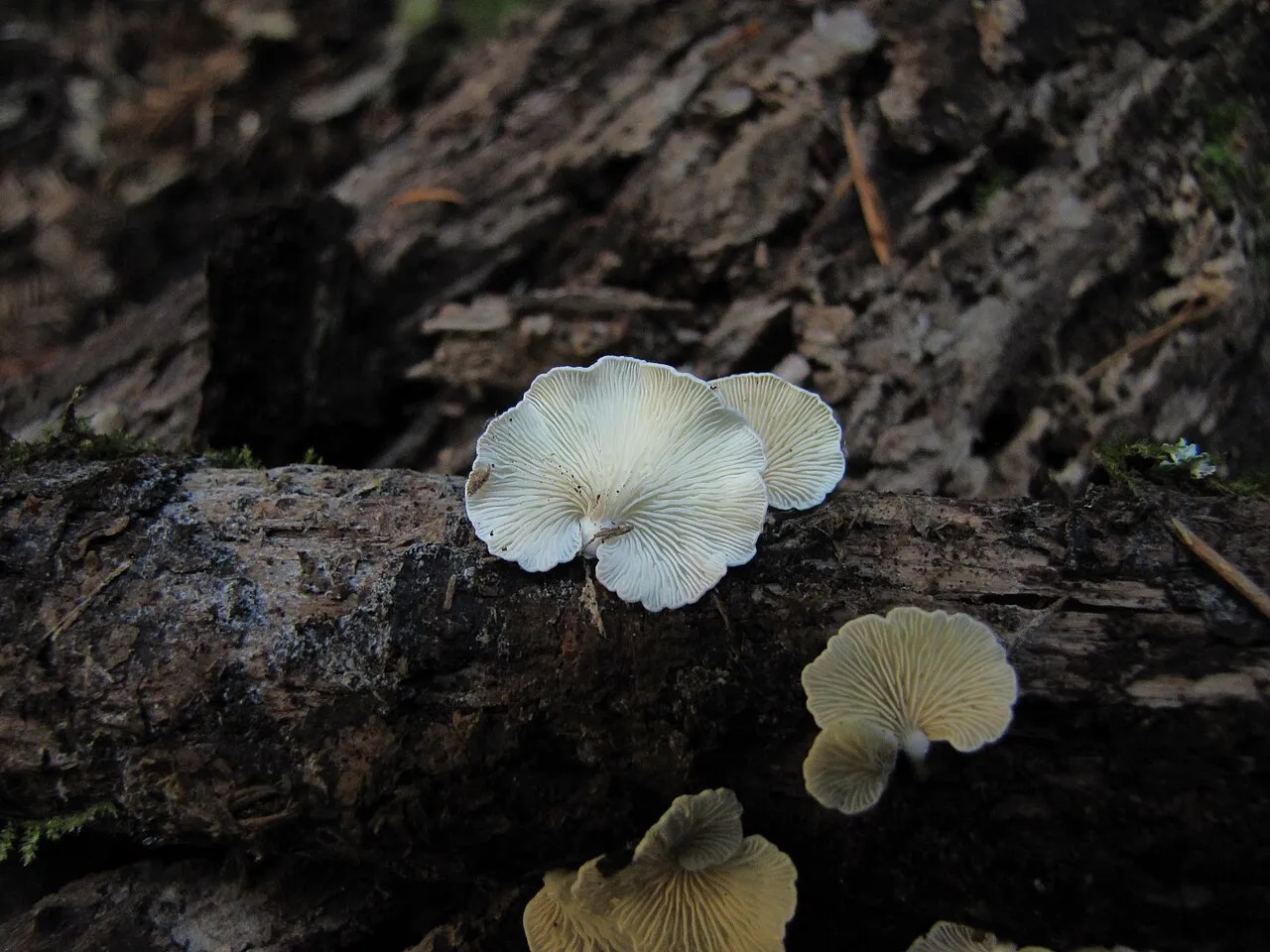 Crepidotus epibryus