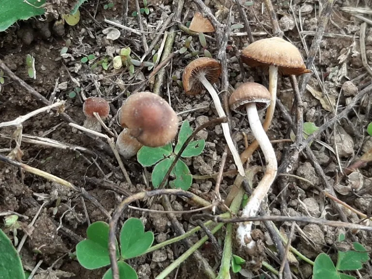 Kruchaweczka kołpaczkowata