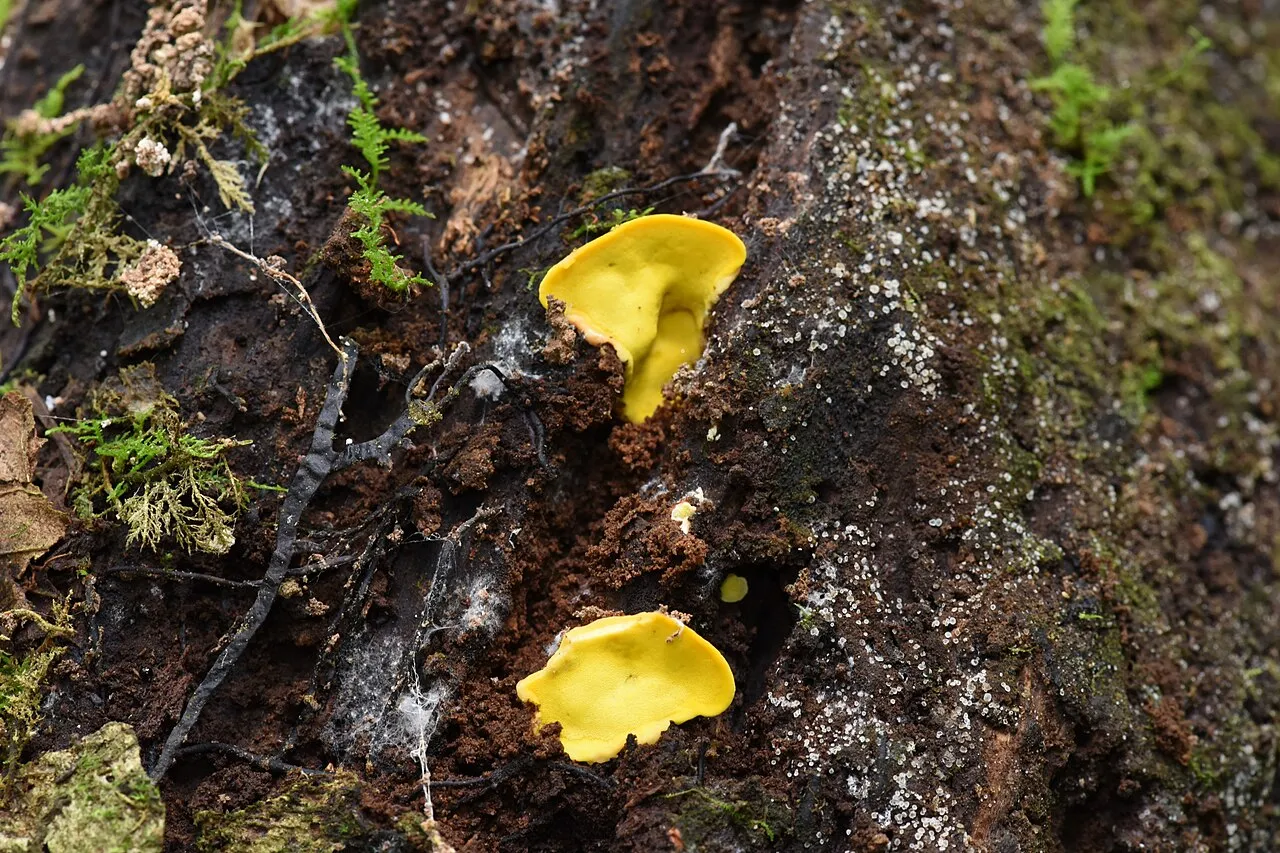 Flaviporus brownii