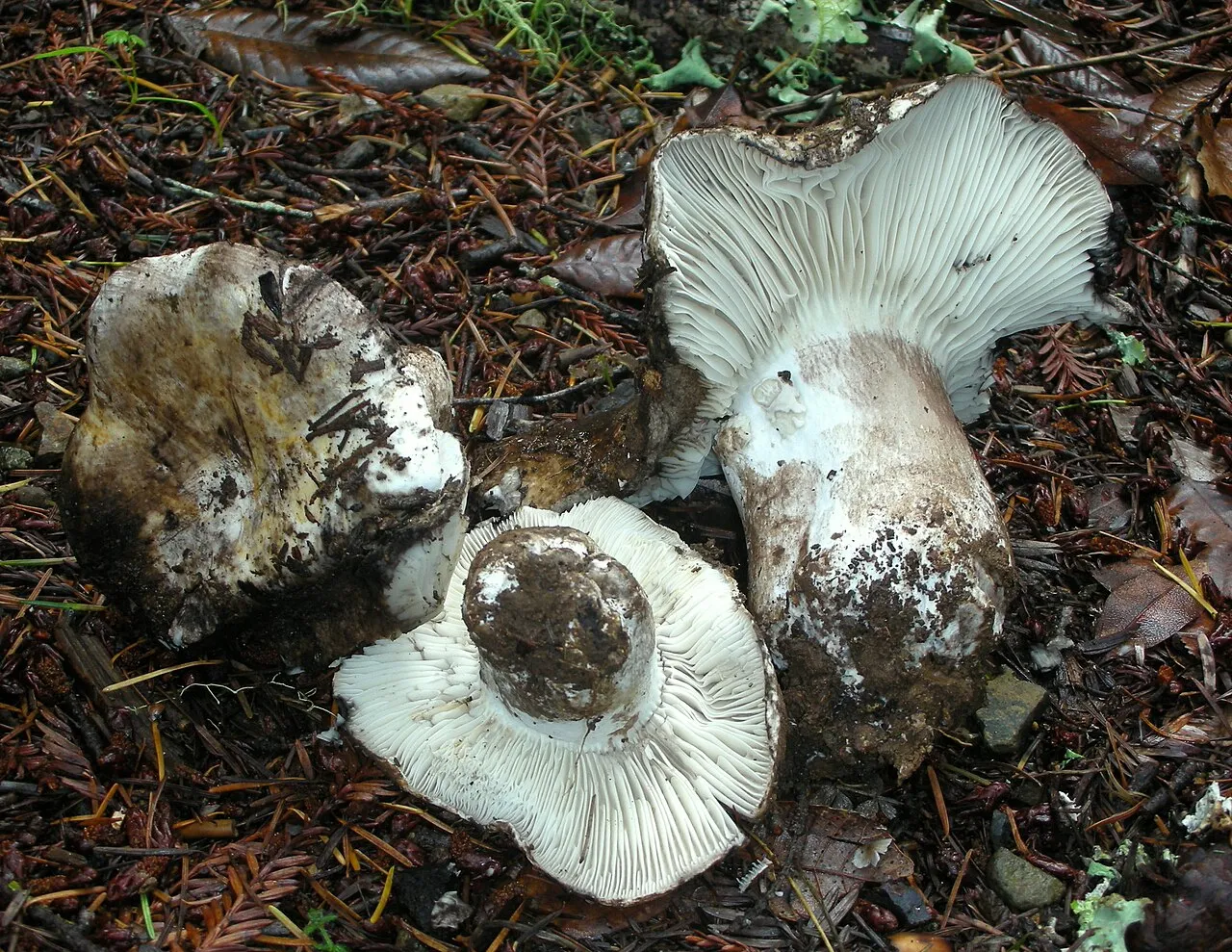 Gołąbek czarny