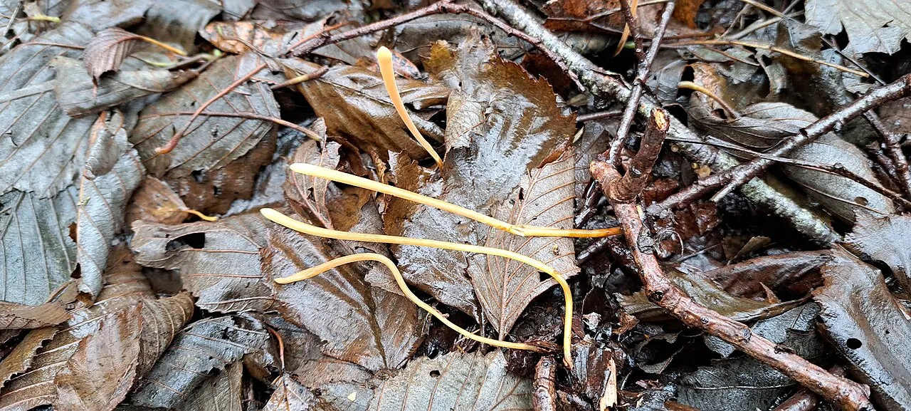 Typhula fistulosa