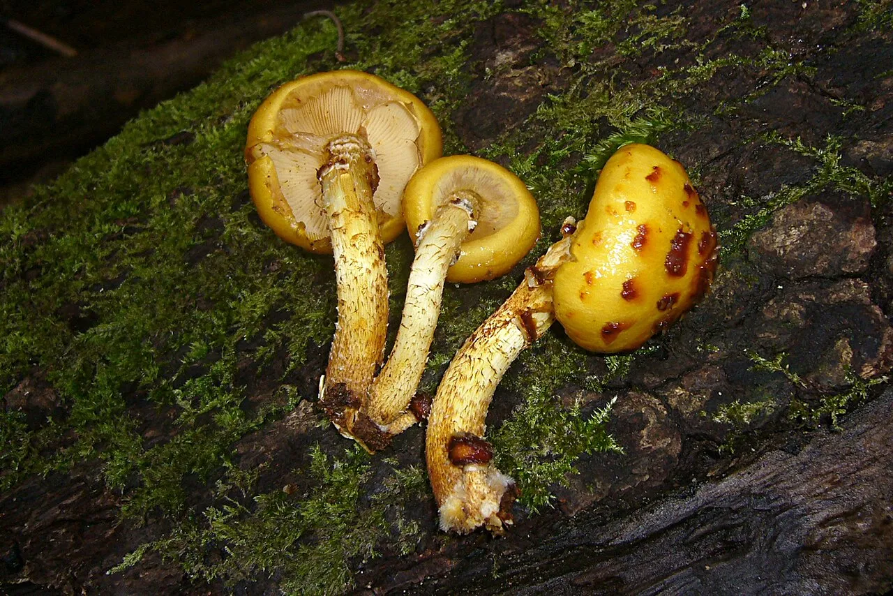 Pholiota jahnii