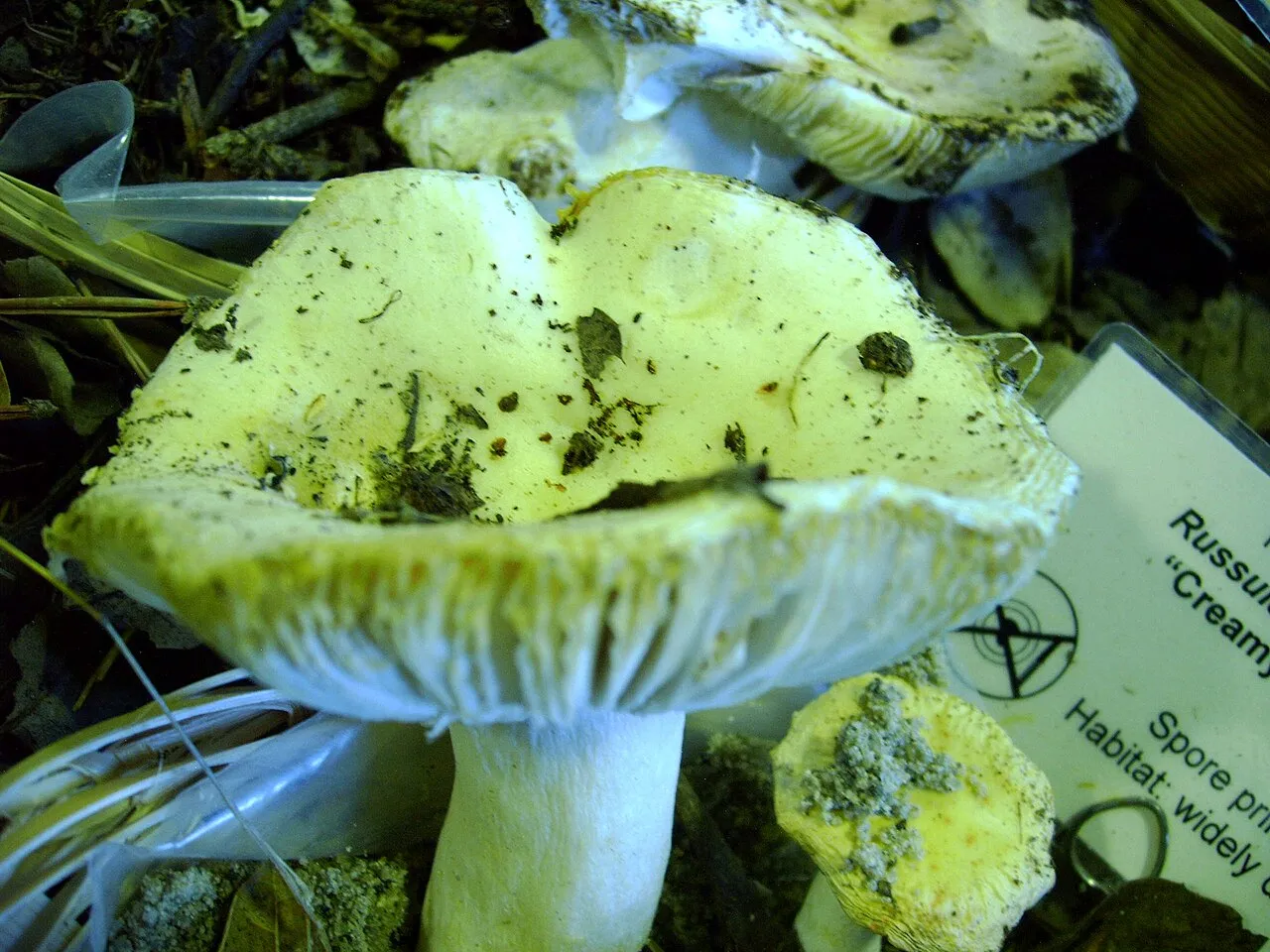Russula cremoricolor