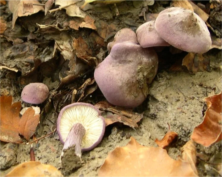 gęśnica fiołkowa