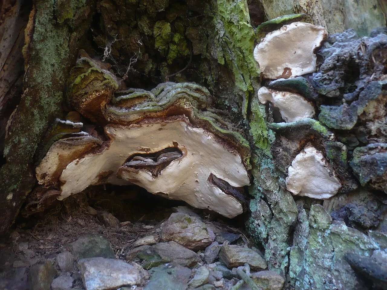 Korzeniowiec jodłowy