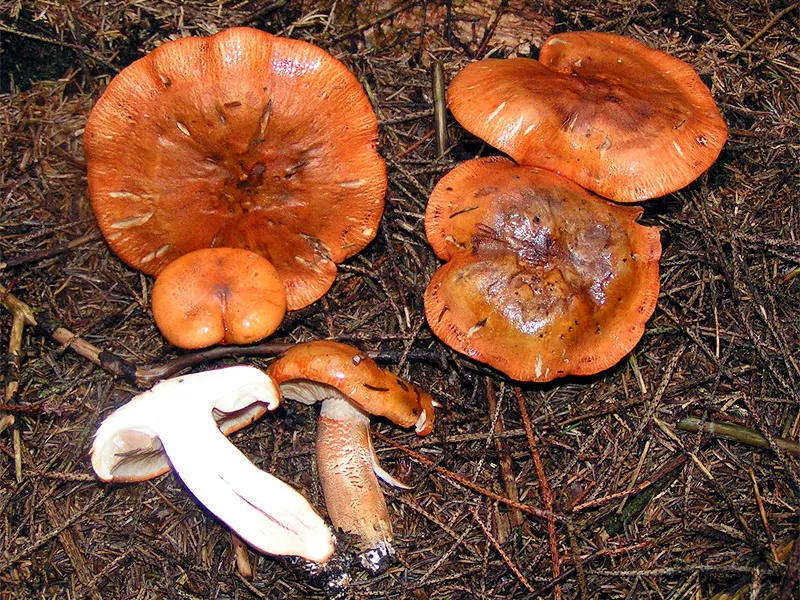 gąska pomarańczowa