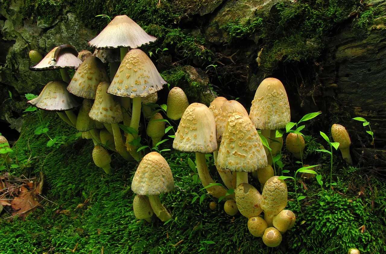 Coprinopsis variegata