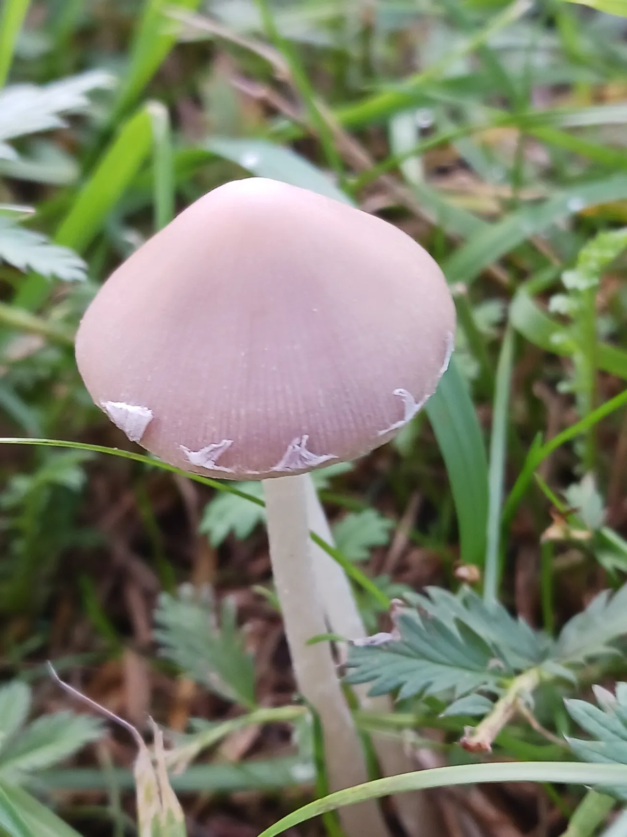 Coprinopsis marcescibilis