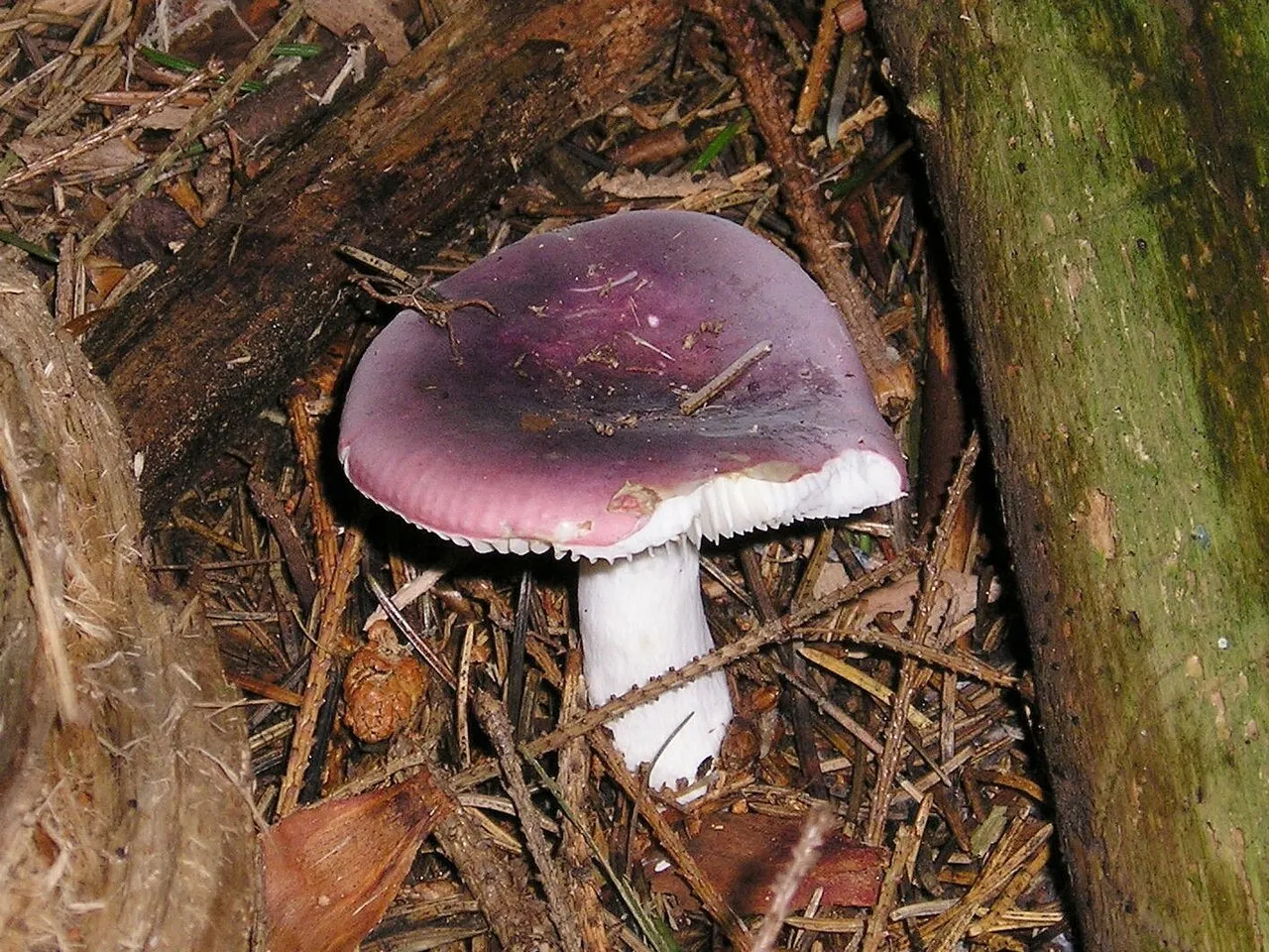 Gołąbek turecki
