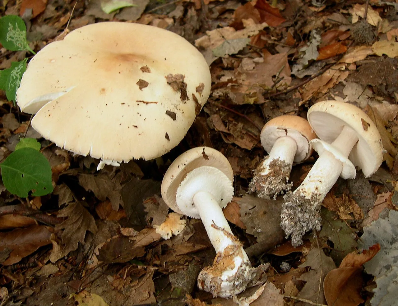 Limacellopsis guttata
