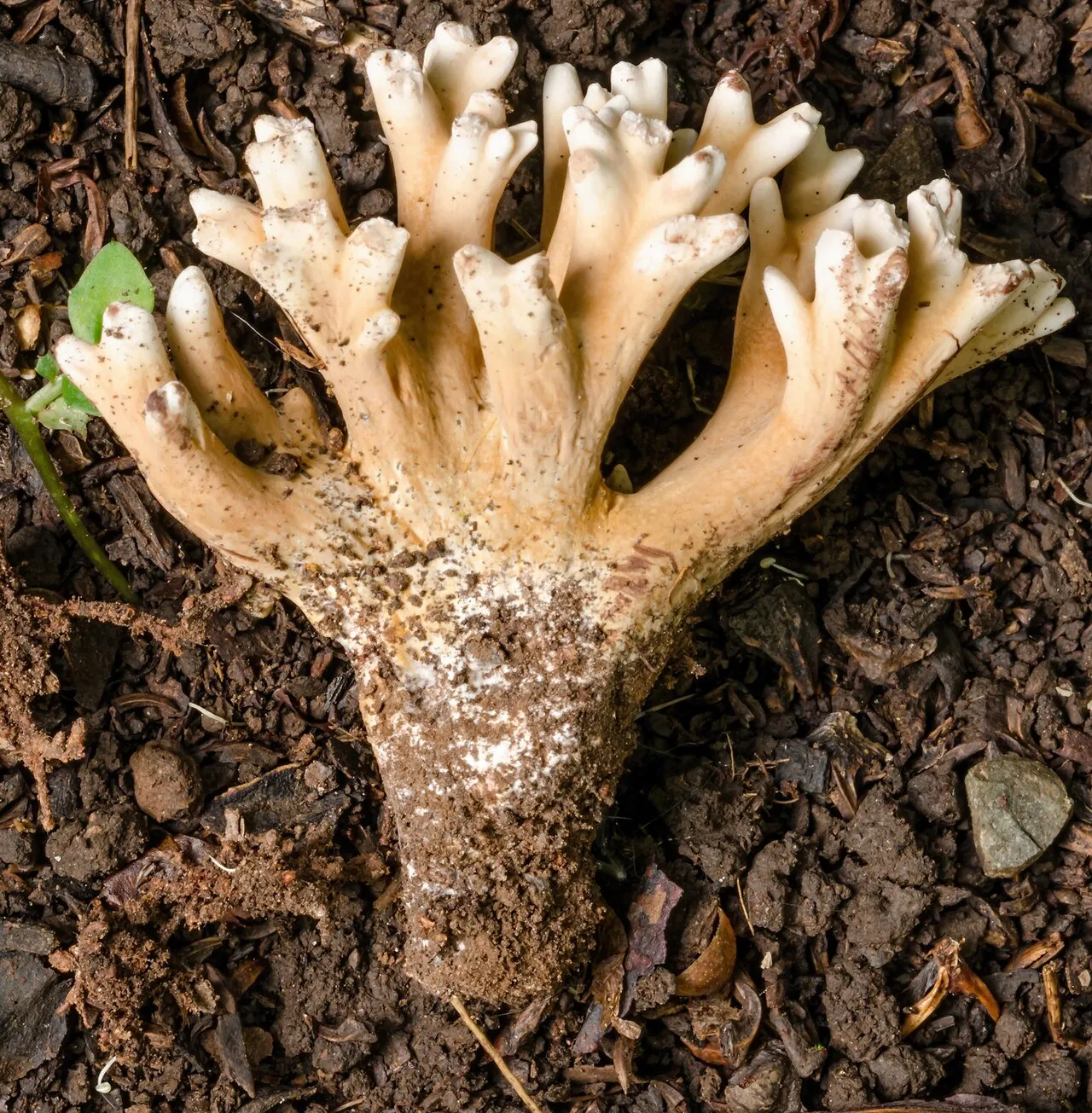 Ramaria capitata